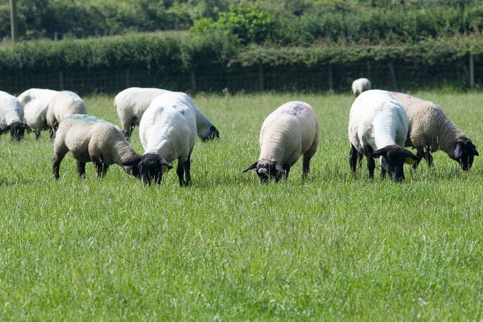 Controlling parasite diseases is vital for the health, welfare and economic sustainability of the UK sheep industry